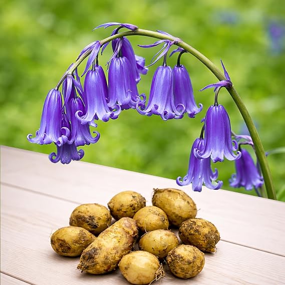 10 Hyacinthoides Non scripta Flower Bulbs in the Green, English Bluebell Spring Bloom Bulbs for Planting Shade Garden Plants Woodland Wildflower Naturalising Spring Flowers Bare Root Cottage Style