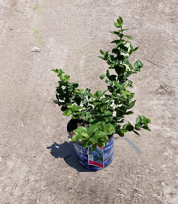 Biloxi Blueberry 8"-12' 1 Gallon Potted