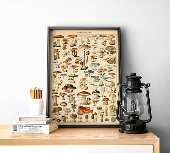 Genel Mantar Çeşitleri Sanatsal Duvar Dekorasyon Poster 40x50cm
