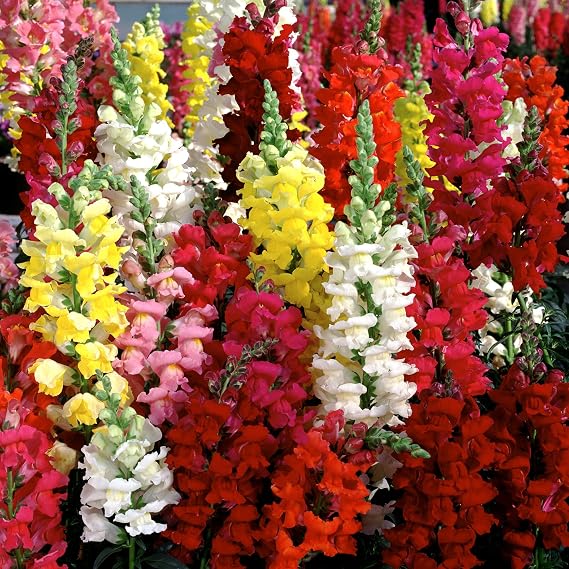 PREMIER SEEDS DIRECT - ANTIRRHINUM - Snapdragon - Tetra Mixed - 1.2 GRAM ~ 8400 Seeds